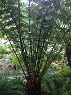 Pomeriggio all'Orto Botanico di Napoli