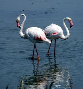 561px-Phoenicopterus_Roseus_Le_Grau-du-Roi_20080625