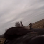 Falco pellegrino con telecamera sul dorso afferra l’anatra in volo