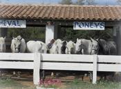 Liberi come cavalli recinto, nostra mente.