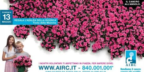 azalea-AIRC_2013