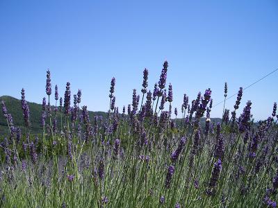 L'insolita lavanda