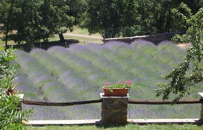 L'insolita lavanda