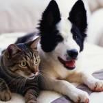 Cani e gatti fanno bene al cuore del loro padrone