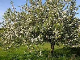 Alberi e piante da frutto. Come sceglierle