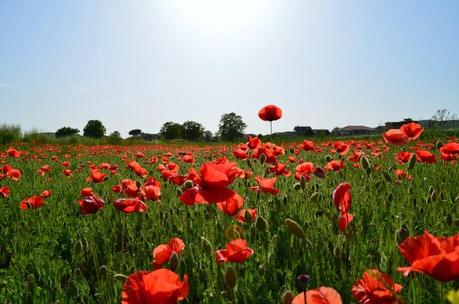 POPPIES