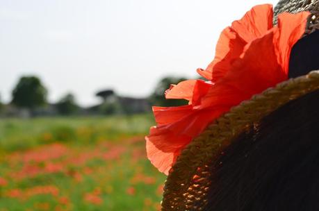 POPPIES