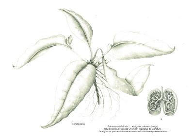 The Society of Botanical Artists Annual Open Exhibition - Westminster Central Hall - Pulmonaria officinalis