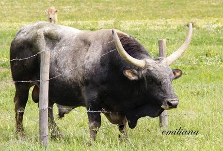 Parco naturale della Maremma