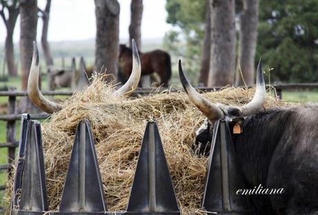 Parco naturale della Maremma