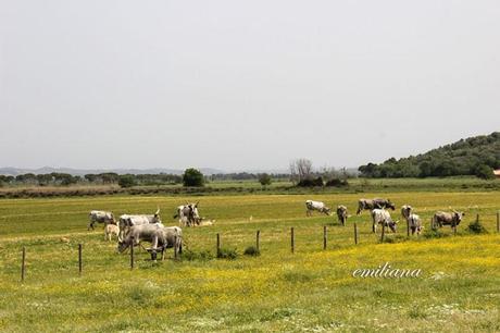 Parco naturale della Maremma