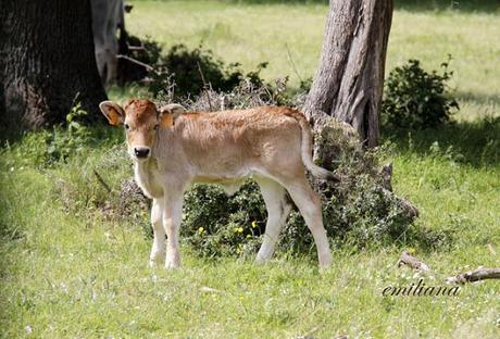 Parco naturale della Maremma