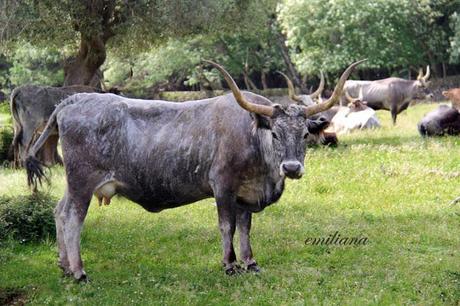 Parco naturale della Maremma