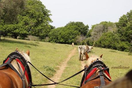 Parco naturale della Maremma