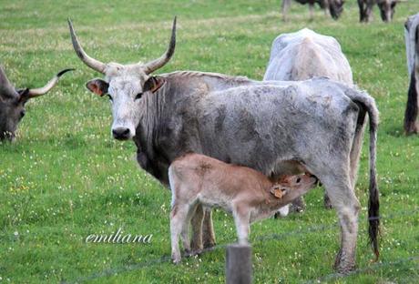 Parco naturale della Maremma