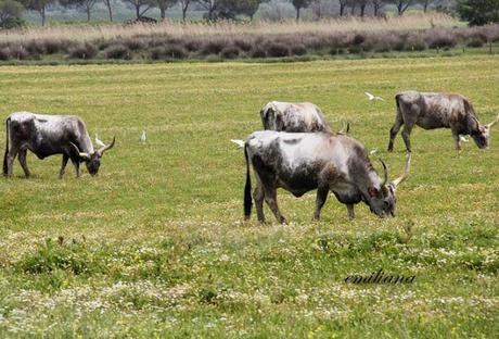 Parco naturale della Maremma