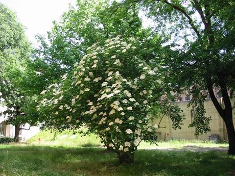 Sambuco in fiore e l'aria profuma di magia...