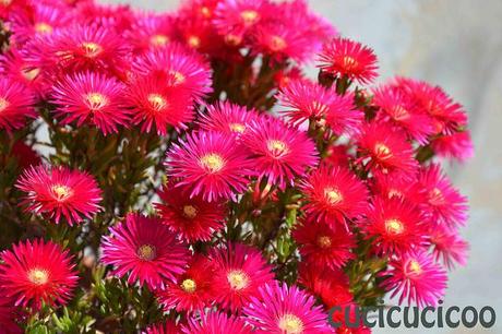 Pink flowers on mother's day