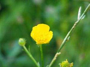 Ranunculus_acer