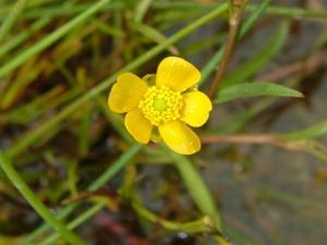 ranunculus_flammula_lesser_spearwort_flower_02-07-04