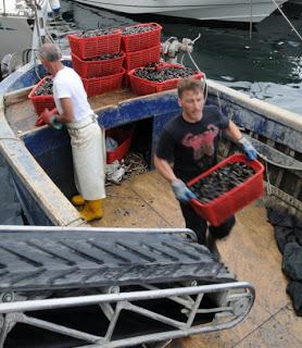 Cozzecari imprenditori: un’eccellenza del mare nostrum