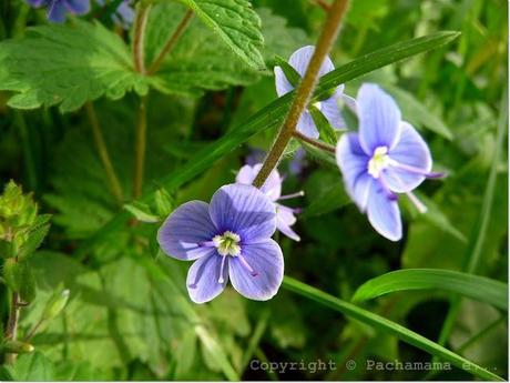 La bellezza dei fiori spontanei