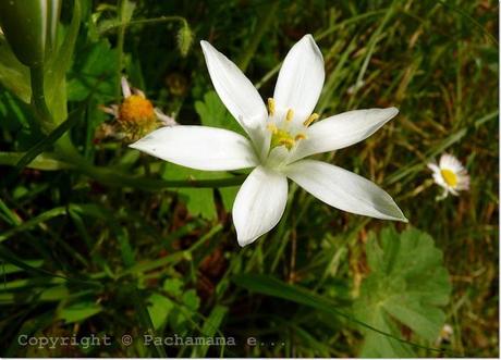 La bellezza dei fiori spontanei