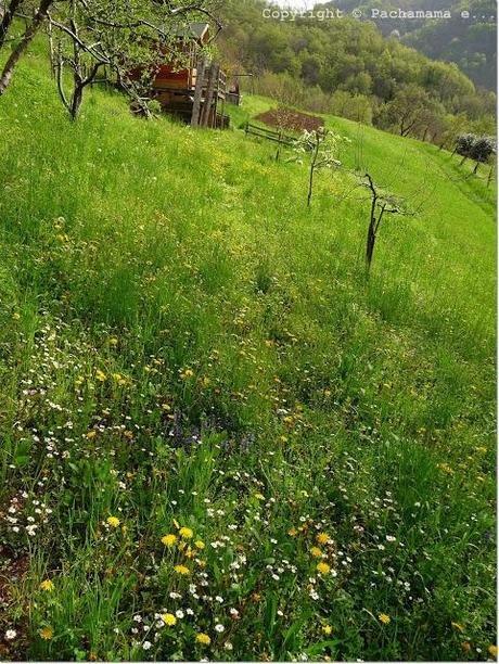 La bellezza dei fiori spontanei