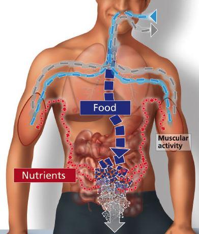 sport nutrizione metabolismo