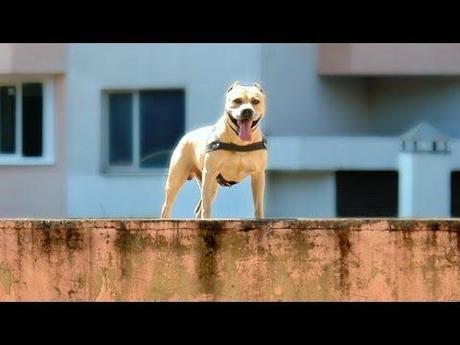 T-RED: IL CANE CHE FA PARKOUR