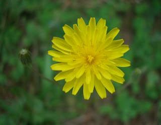 Pilosella come e perchè funziona come diuretico.