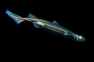 Mimetismo: squali invisibili negli abissi tra  Giappone, Cina Meridionale e Taiwan