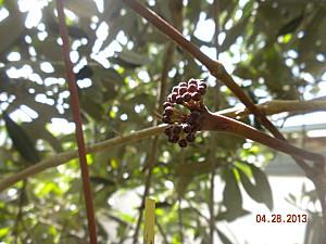 hoya latifolia