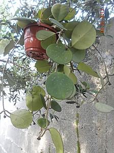 hoya obovata