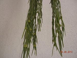 hoya linearis fiori