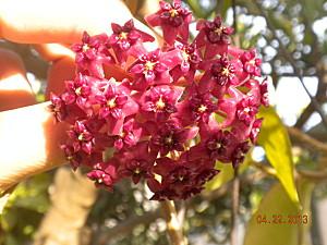 hoya purpureo fusca