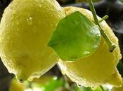 Polenghi Las: gusto migliori limoni Sicilia!