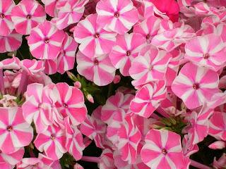 Phlox...Una pianta dai milleusi