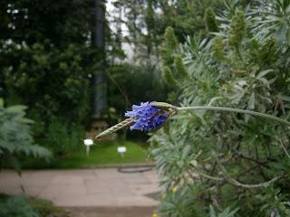 Botaniscer Garten Berlin