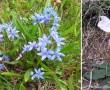 Primi fiori ai Piani di Bobbio