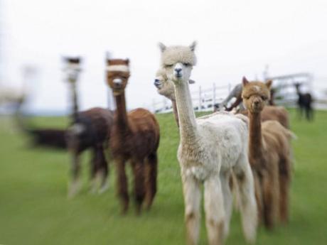 Alpacas