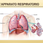 l'apparato respiratorio spazziolettura.altervista.org