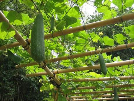 Dove trovare le spugne vegetali