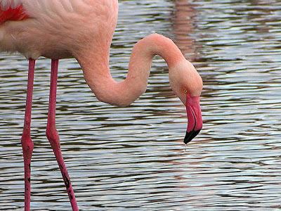 Scoperti due nidi di fenicottero rosa nelle Saline di Tarquinia