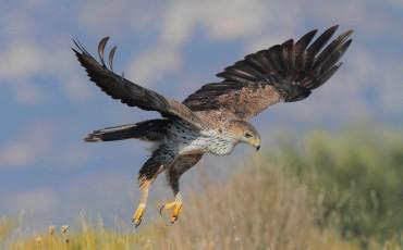 Rubata coppia di pulcini di aquila del Bonelli