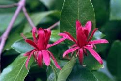 Il Calicanto,un piccolo fiore dall'incantevole profumo