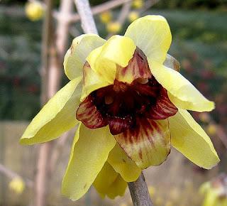 Il Calicanto,un piccolo fiore dall'incantevole profumo
