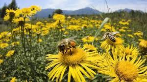 Salvati dallo sterminio le api per altri due anni