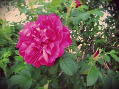 Weekend romantico a Pinerolo B&B; Weekend romantico a Pinerolo B&B;