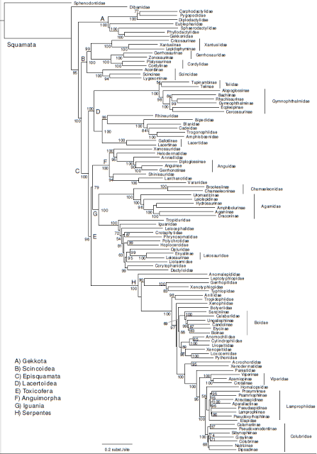 Mendeleev fa scuola: costruito l'albero evolutivo di tutti gli squamati su modello della tavola periodica